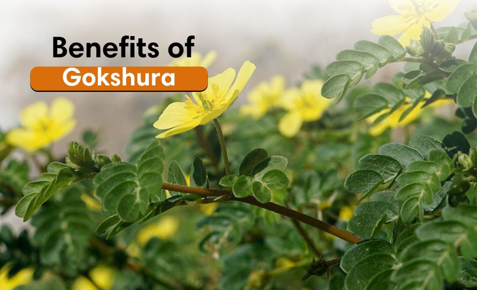 Health Benefits of Gokshura