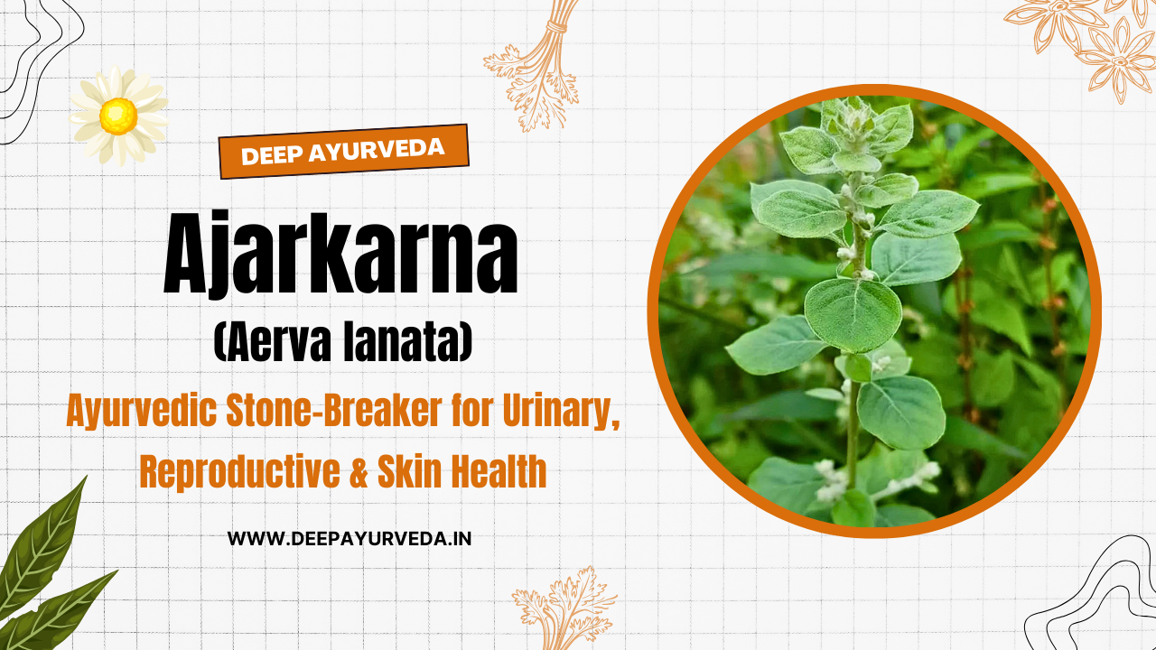 Ajarkarna (Aerva lanata) The Ayurvedic Stone-Breaker for Urinary, Reproductive & Skin Health