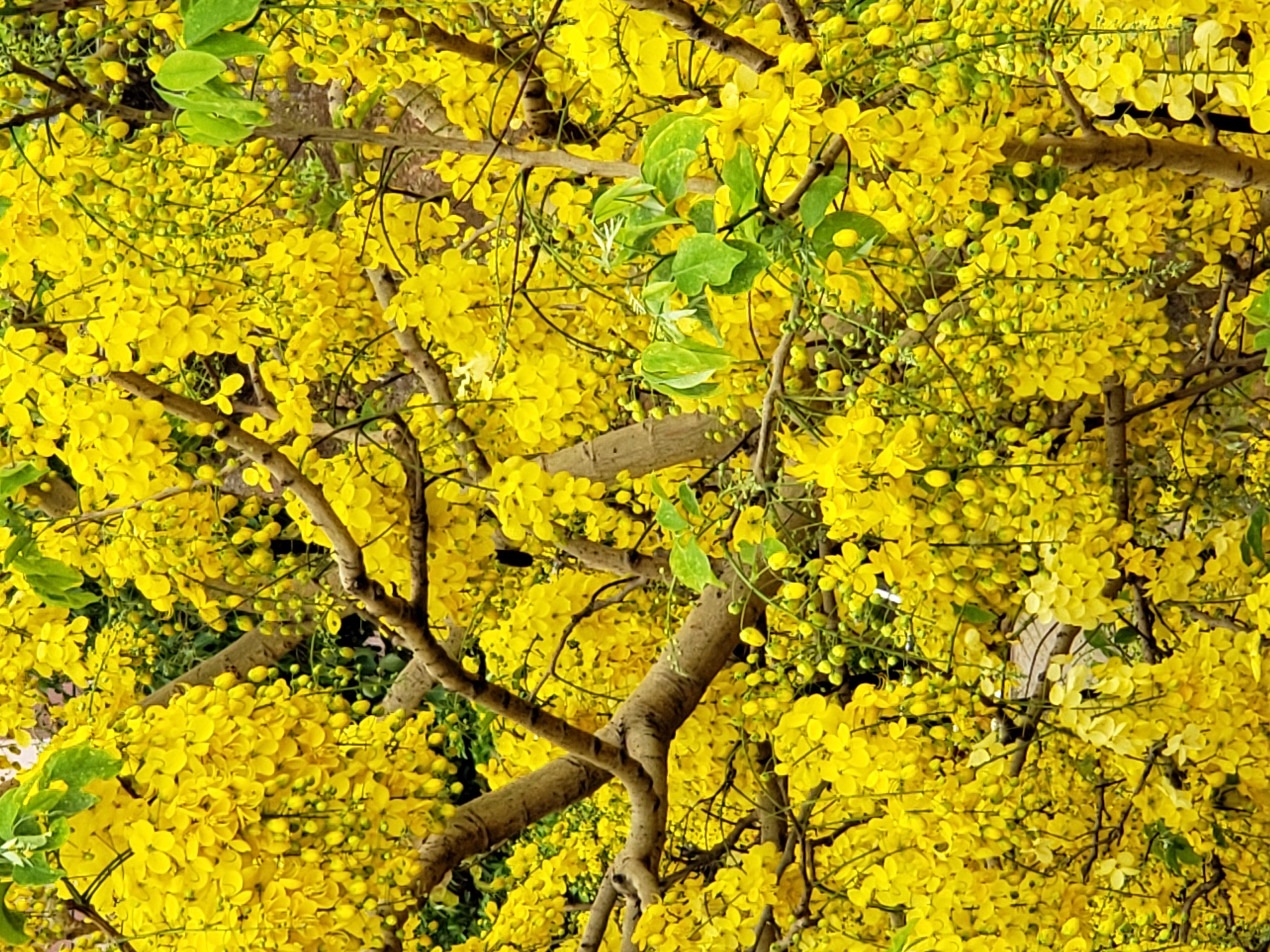 Amaltas tree image with flower