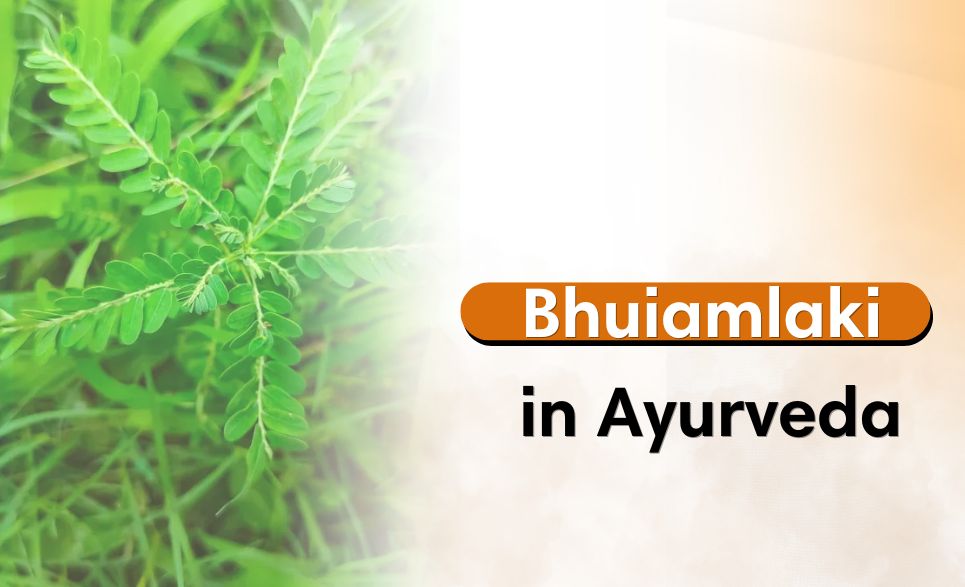 Bhuiamlaki in Ayurveda: A Natural Healer for Liver and Beyond