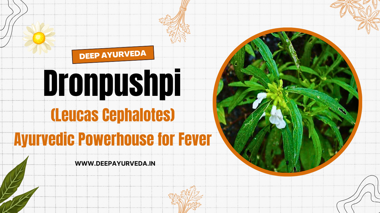 Dronpushpi (Leucas cephalotes) Ayurvedic Powerhouse for Fever, Respiratory & Skin Health