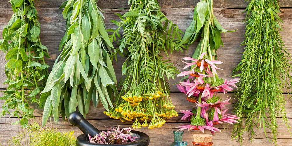 Plant-Based Organic Herbs for Flu and Cold Prevention During Winters