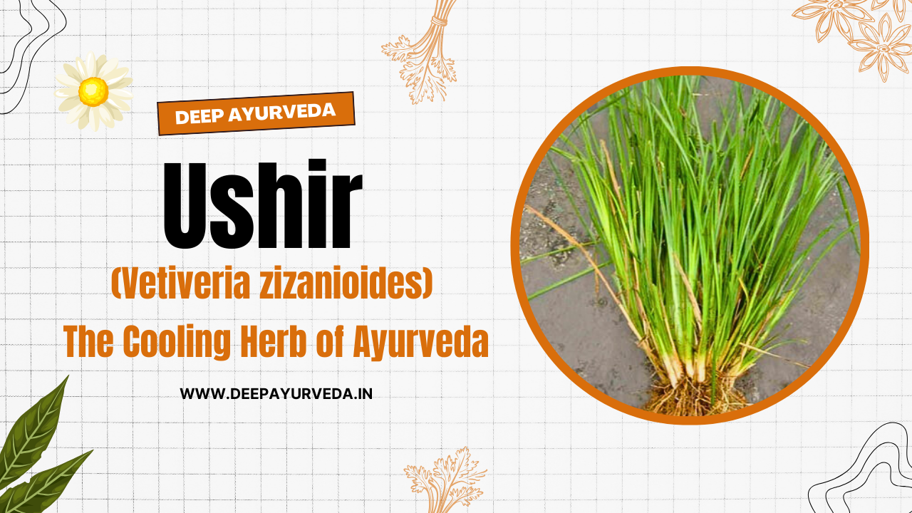 Ushir (Vetiveria zizanioides) The Cooling Herb of Ayurveda