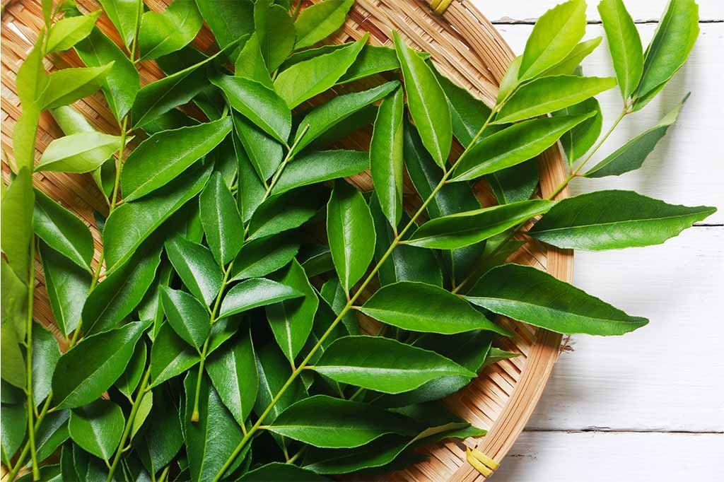 Curry leaves benefits for hair 