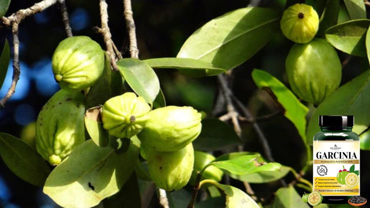 Garcinia  in ayurveda