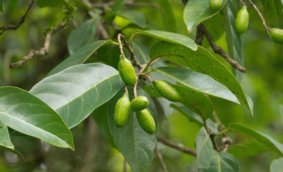 Haritaki Benefits & Uses in Ayurveda 