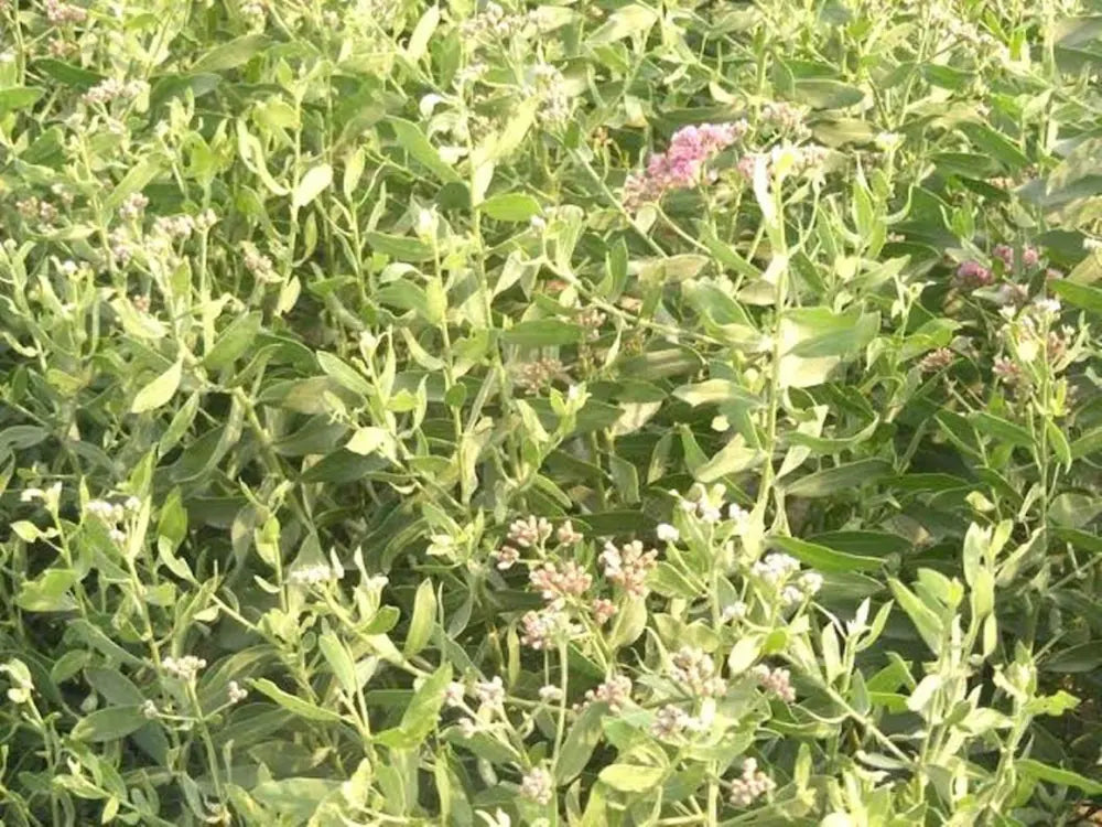 Pluchea lanceolata