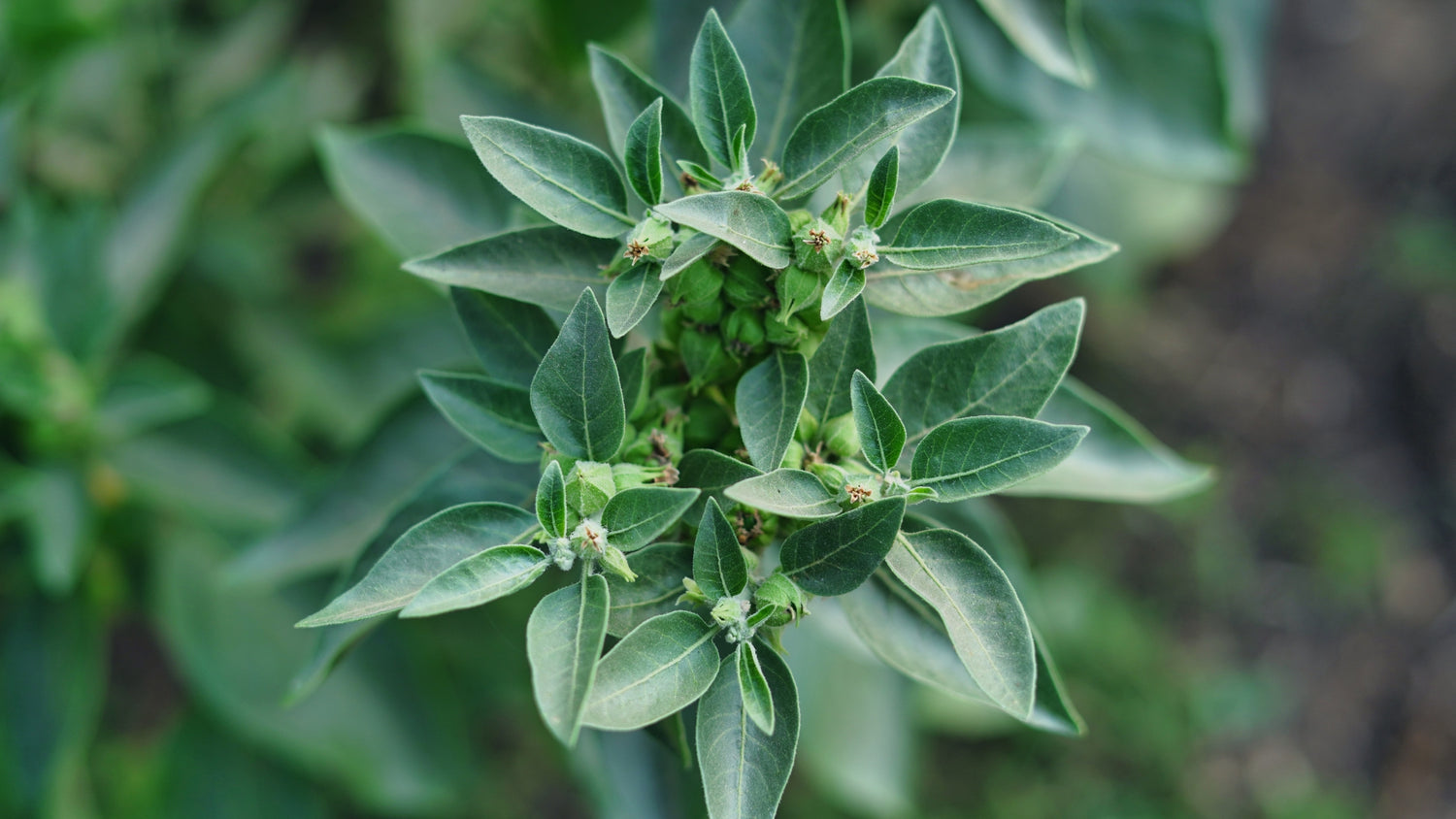 ashwagandha benefits for men