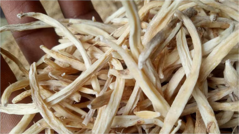 सफेद मुसली के फायदे, उपयोग और नुकसान की जानकारी