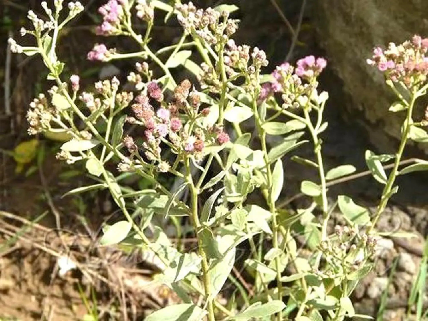 rasna