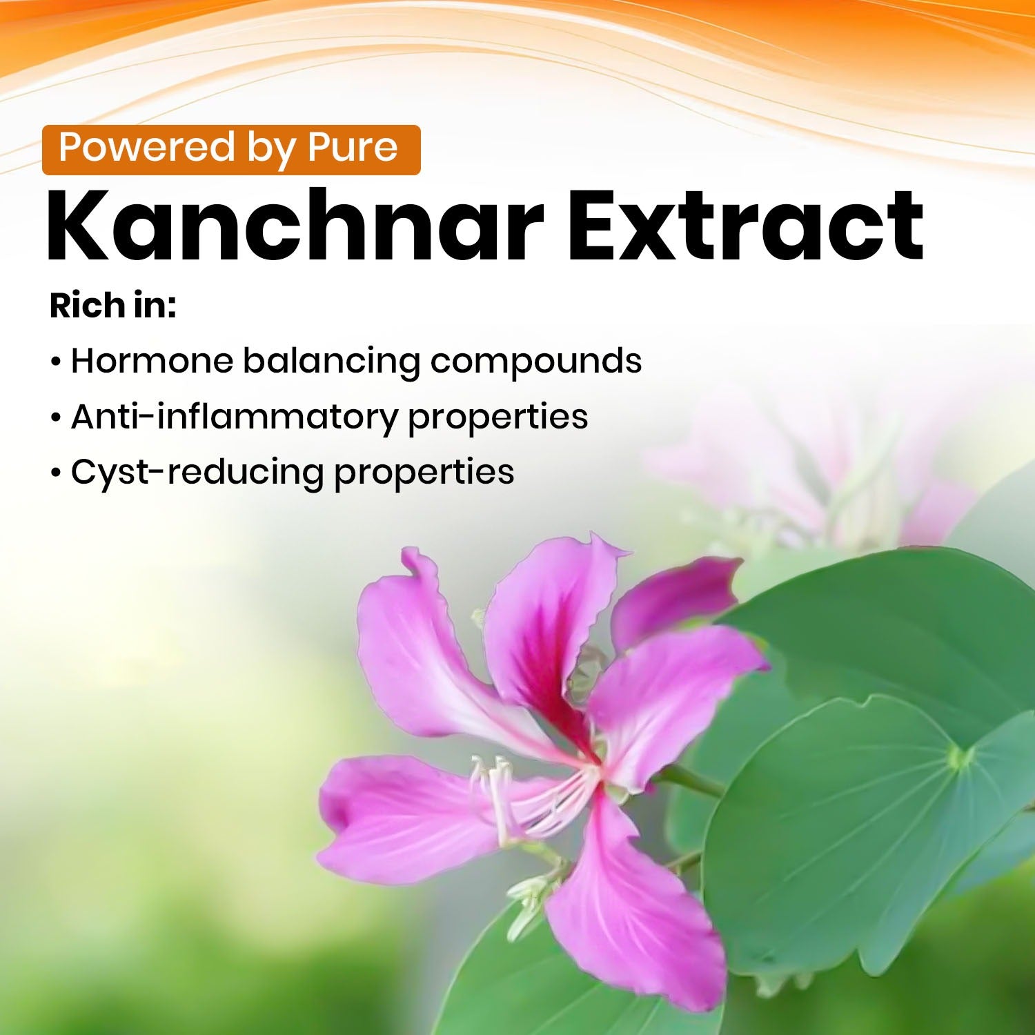 Kanchnar Vegan Capsules Key Ingredients