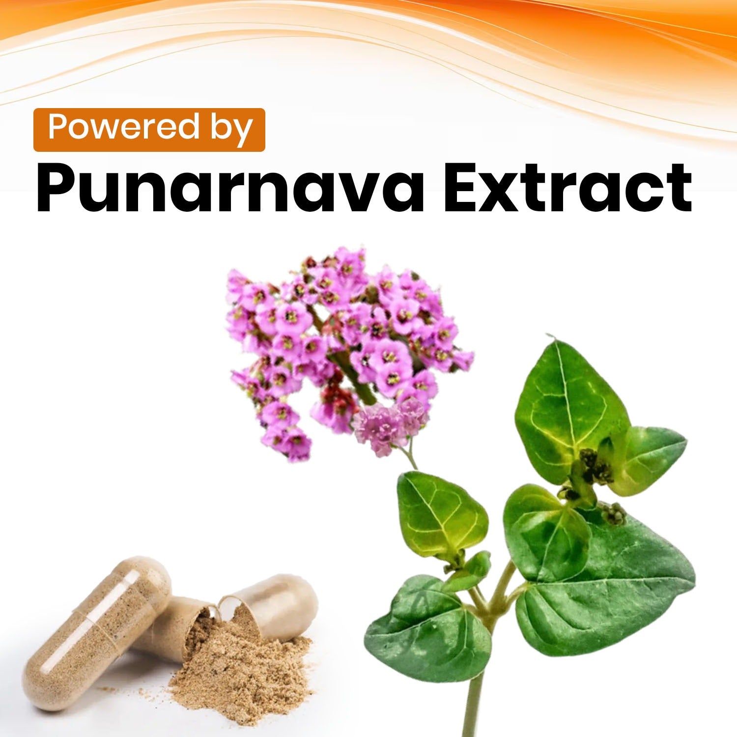 Punarnava Vegan Capsules Key Ingredients