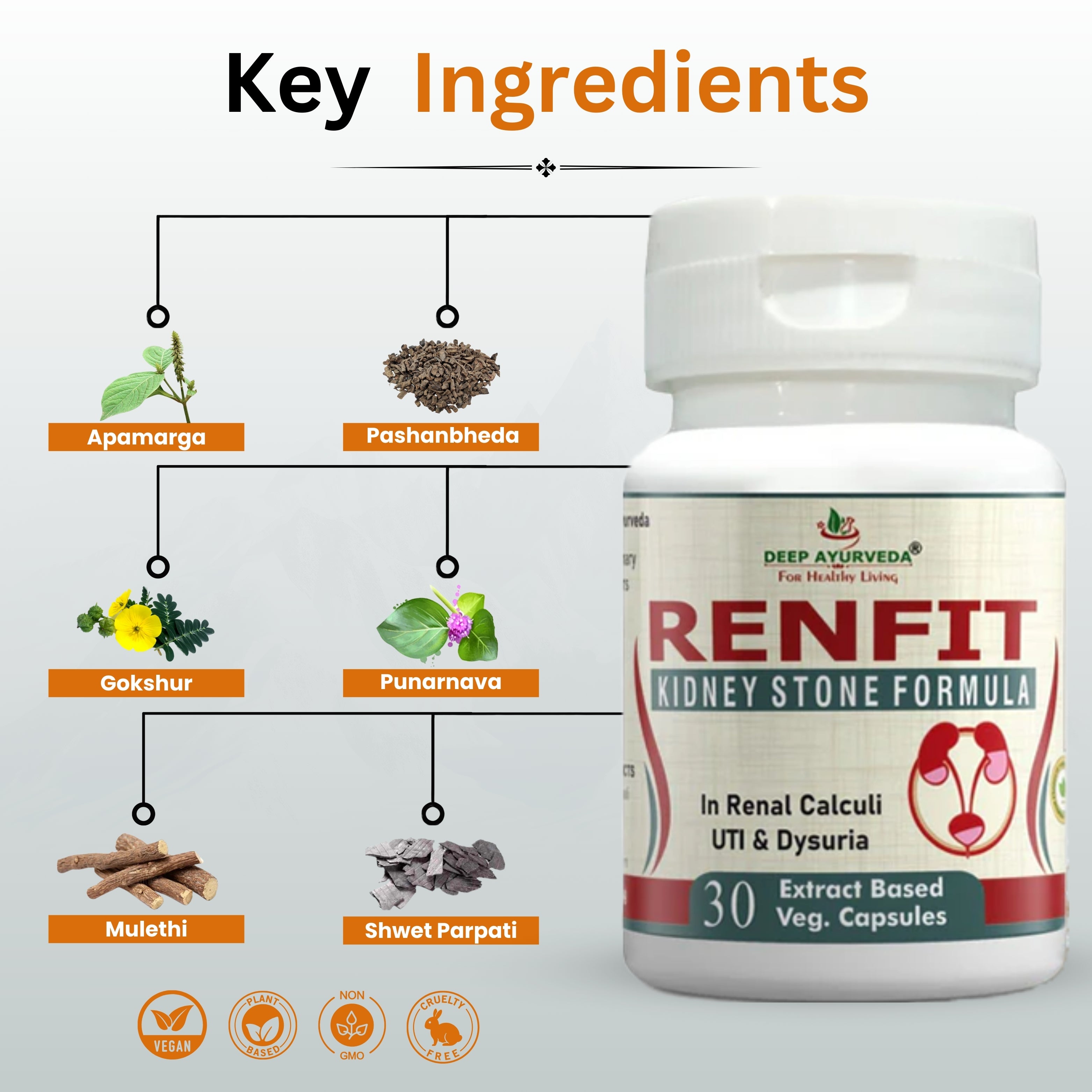 Renfit capsule Key Ingredients